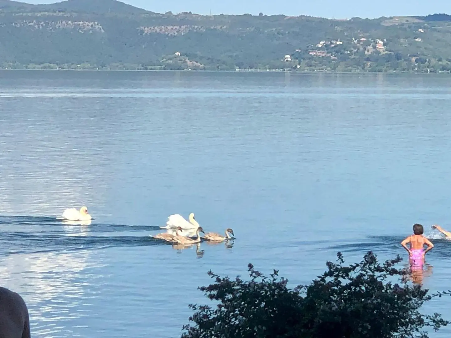 I cigni sul Lago di Vico