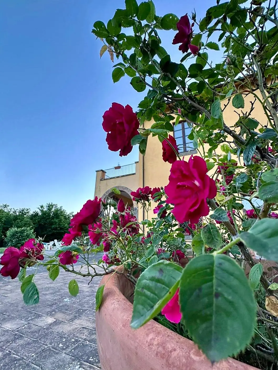 Le rose rosse del giardino